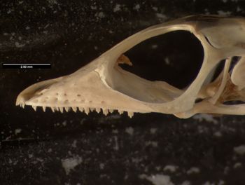Media type: image;   Herpetology R-171408